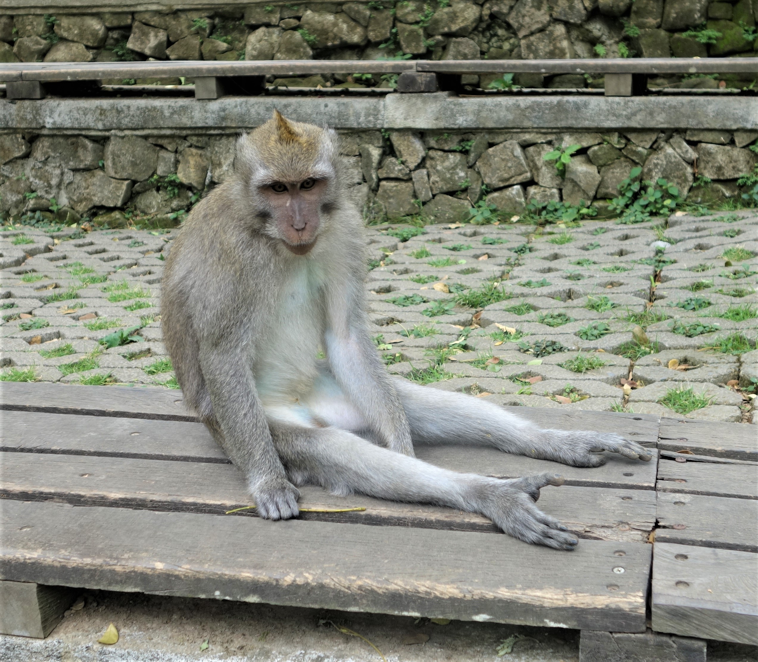Ubud monkeys